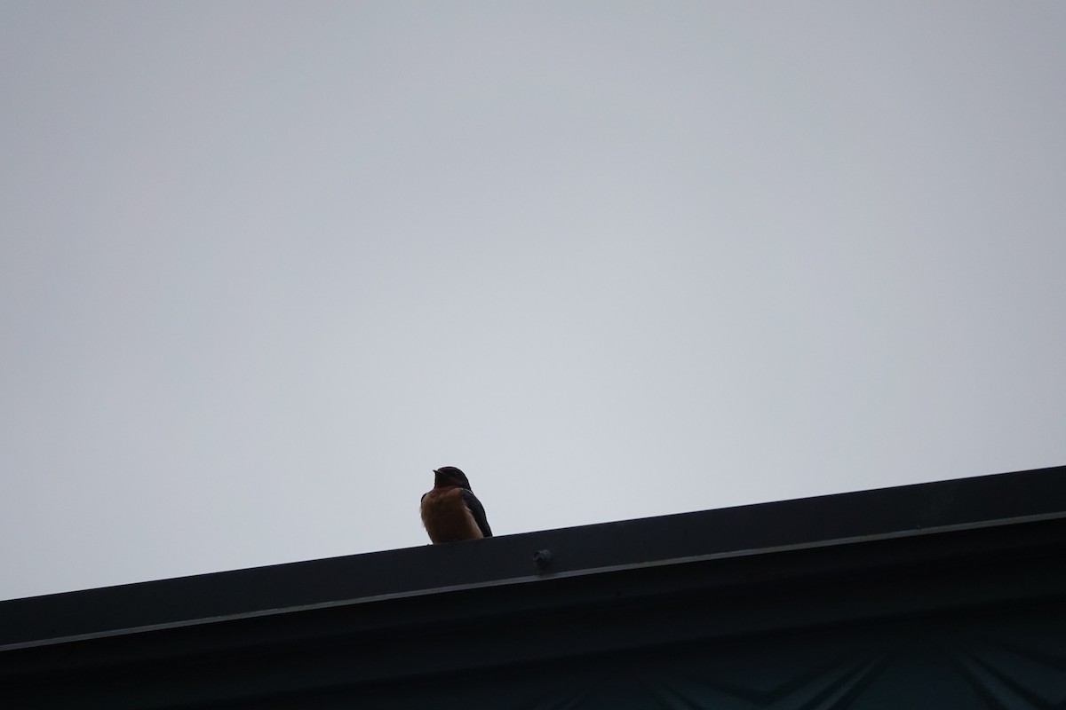 Barn Swallow - ML621412114