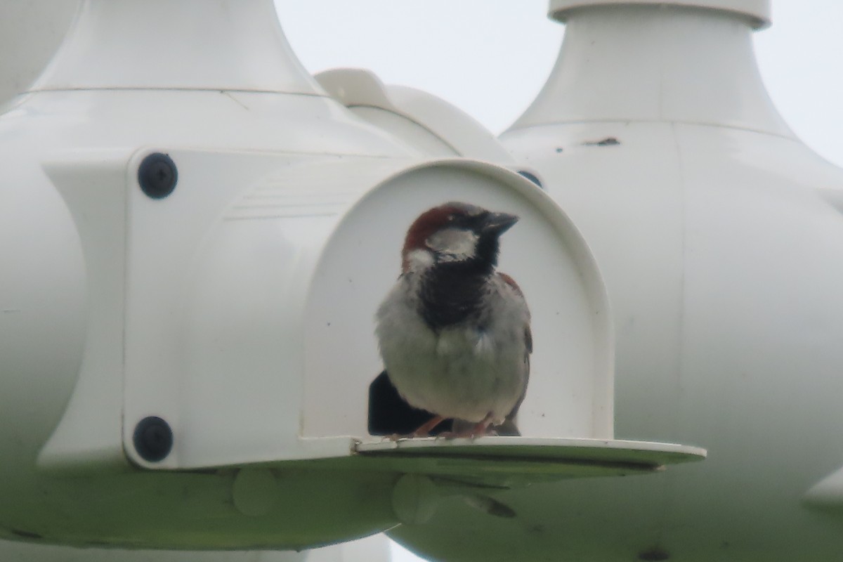 House Sparrow - ML621412141