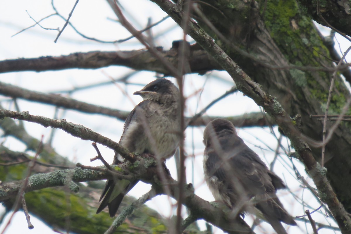 Purple Martin - ML621412147