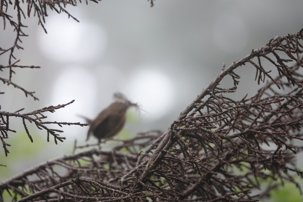 Pacific Wren - ML621412157