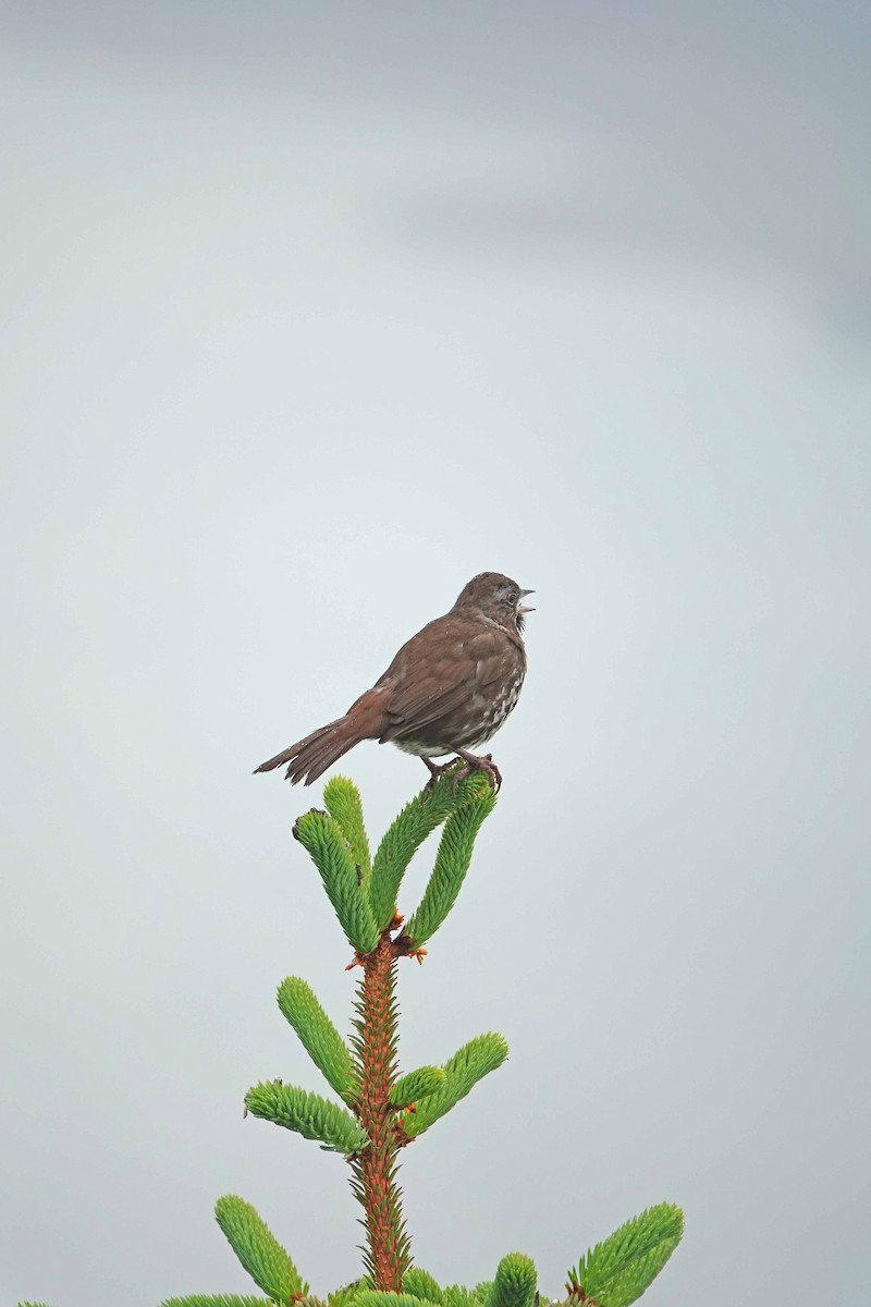 Fox Sparrow - ML621412207