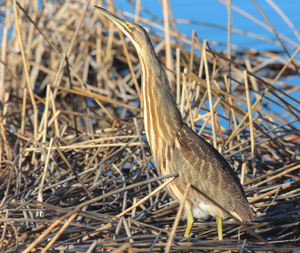 American Bittern - ML621412228