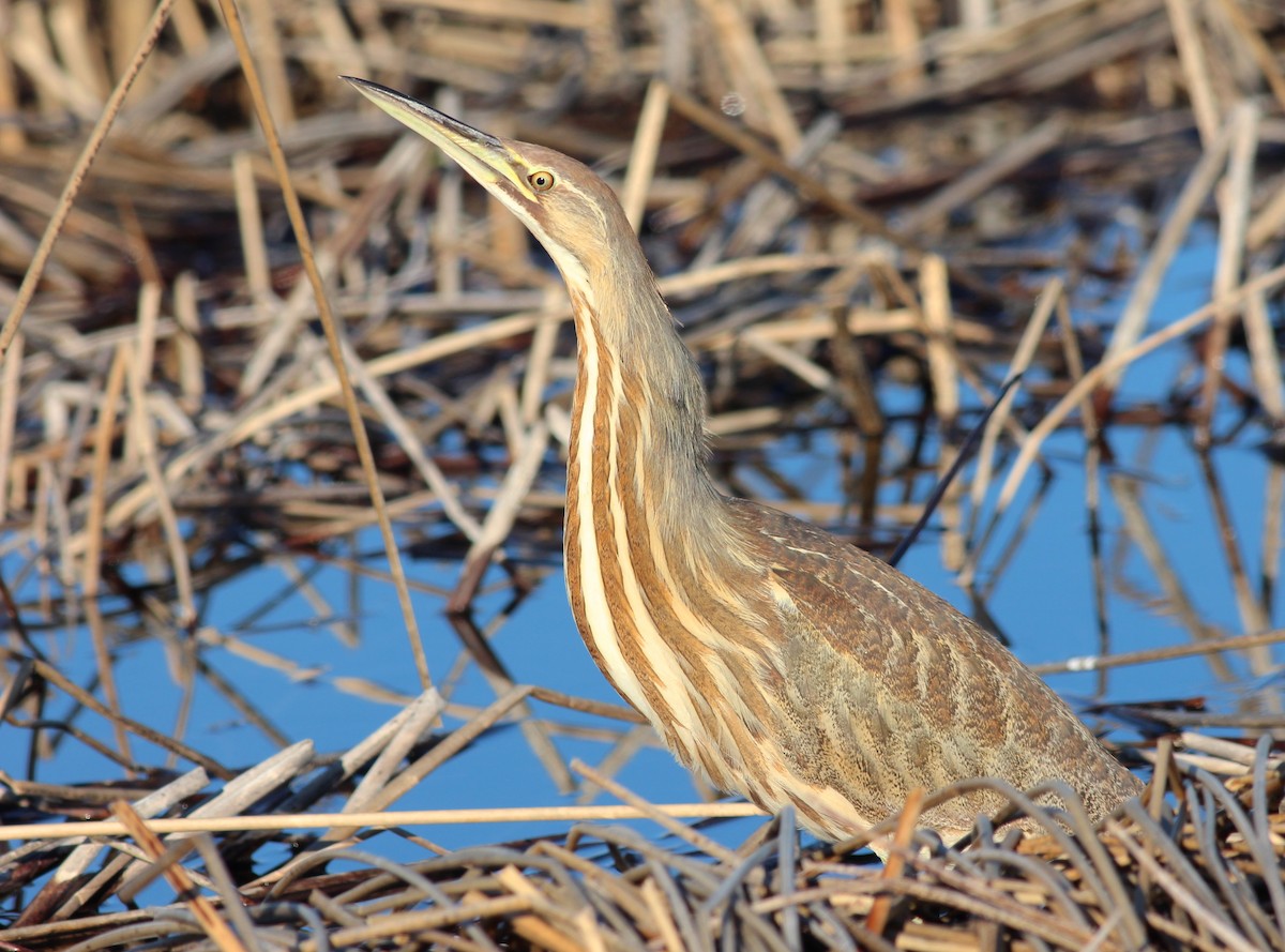 American Bittern - ML621412229