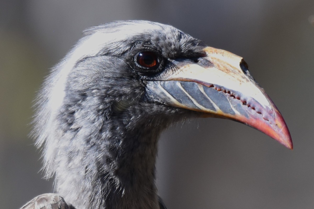 African Gray Hornbill - ML621412268