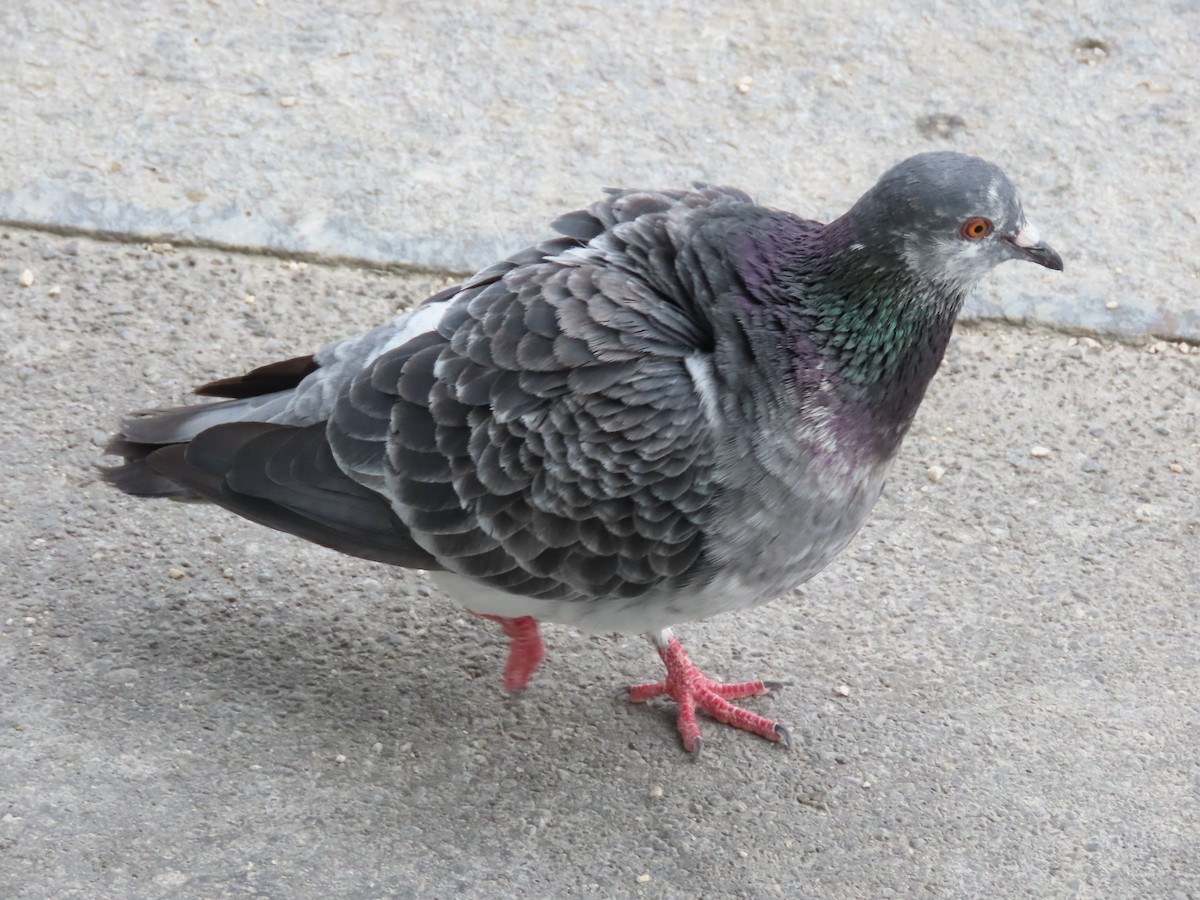 Rock Pigeon (Feral Pigeon) - ML621412327