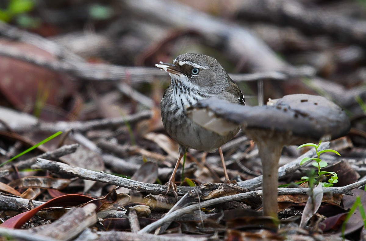 Spotted Scrubwren - ML621412359