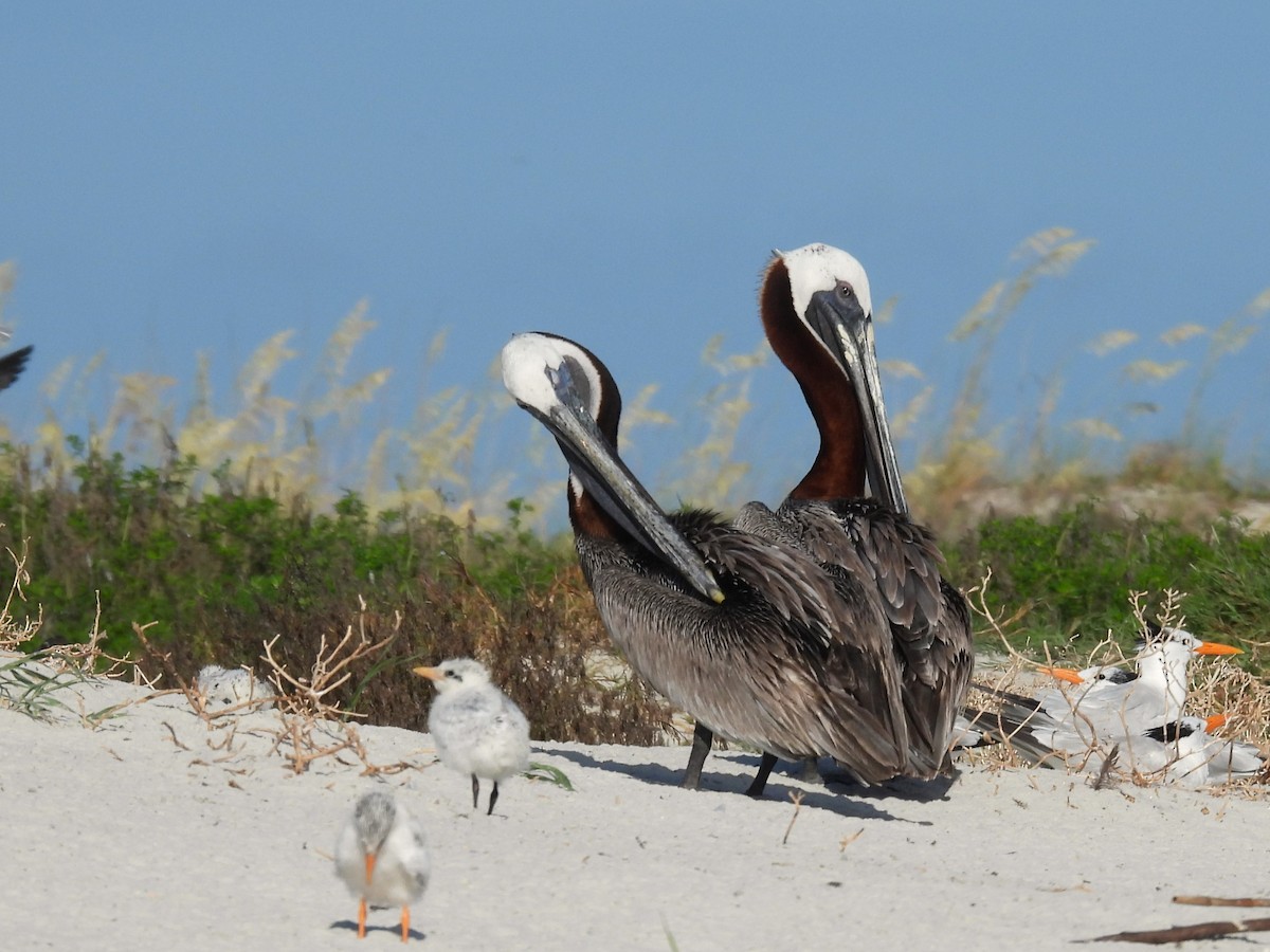 Brown Pelican - ML621412363