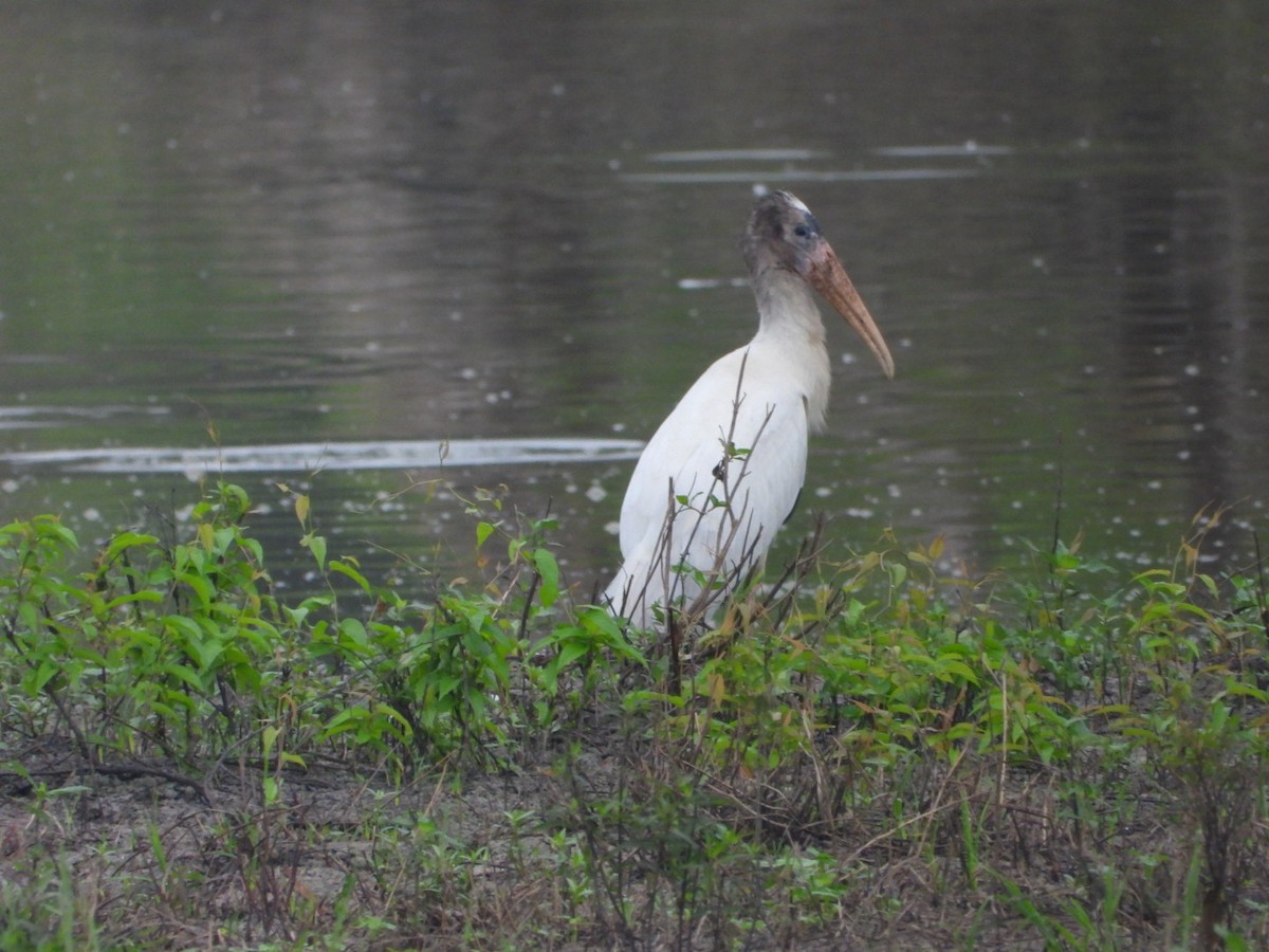 Wood Stork - Lesha Roberts