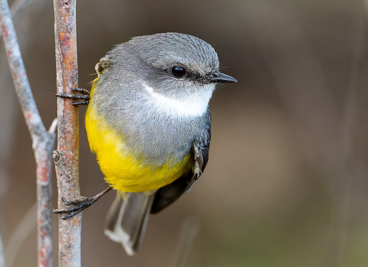 Western Yellow Robin - ML621412379