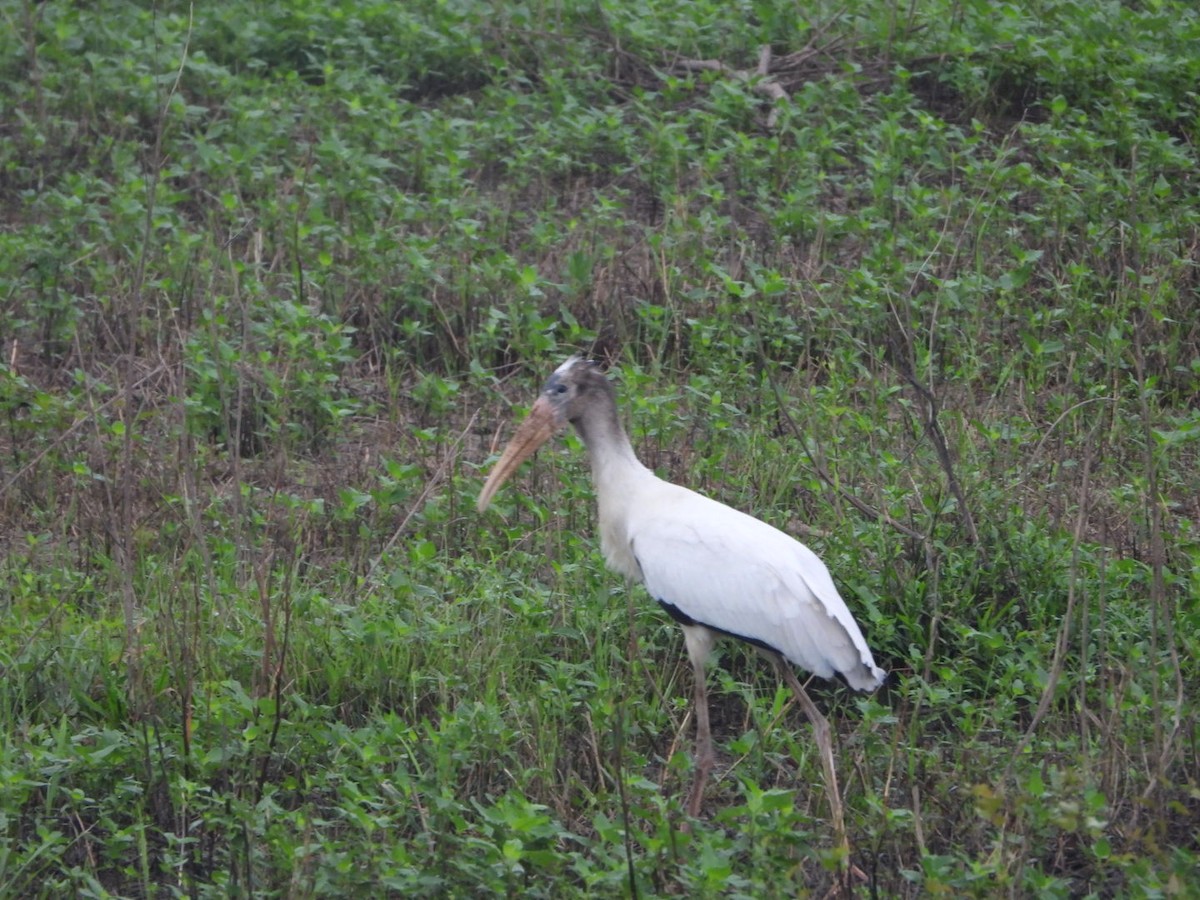 Wood Stork - ML621412396