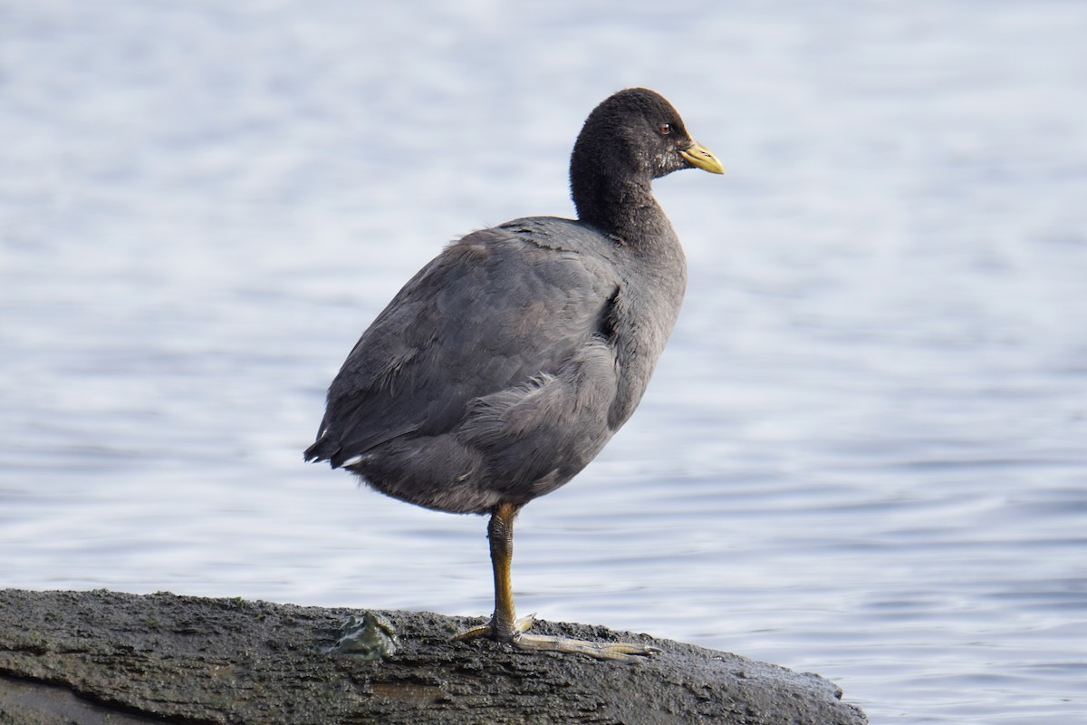 Red-gartered Coot - ML621412436