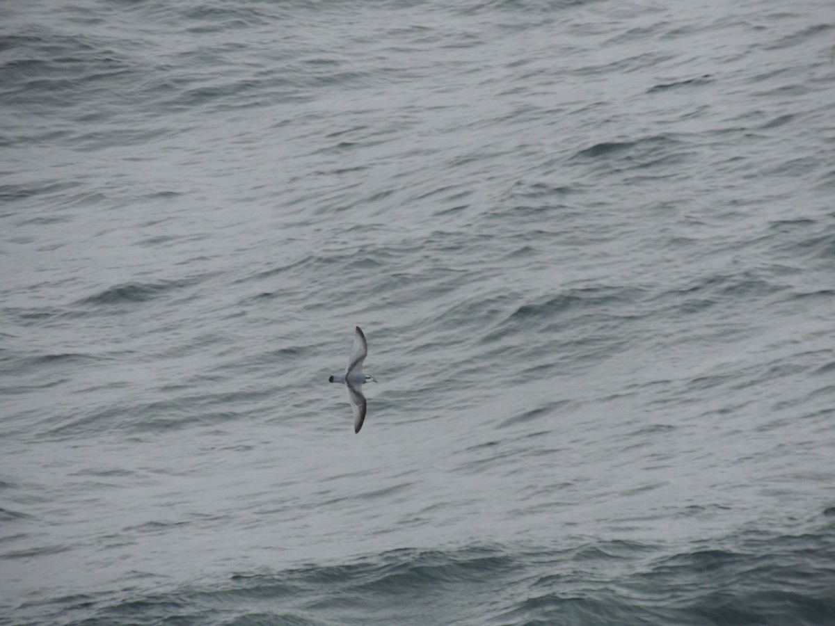 Antarctic Prion - ML621412491