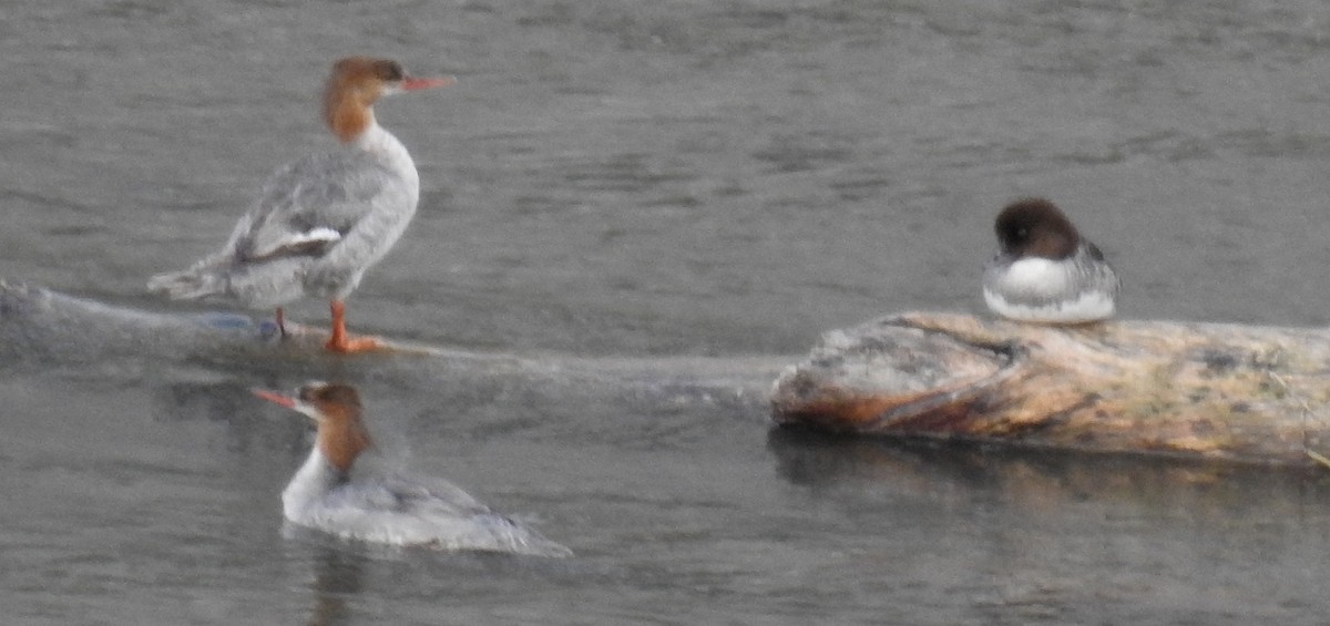 Barrow's Goldeneye - ML621412502