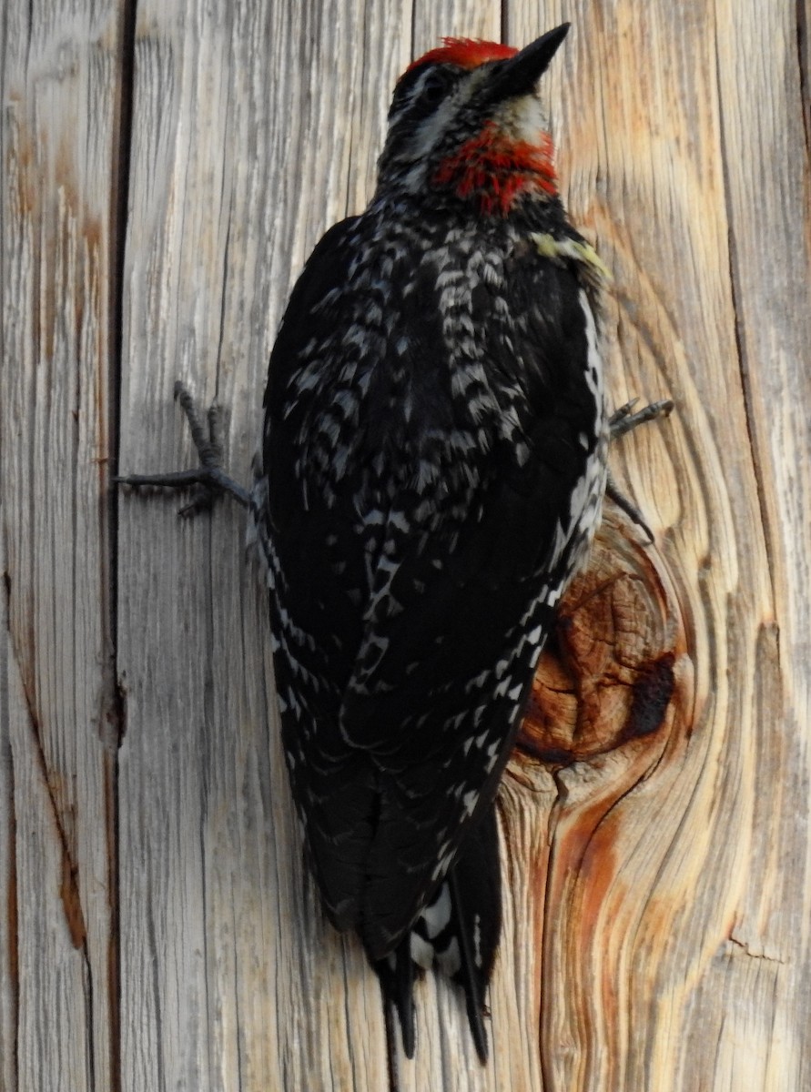 Red-naped Sapsucker - ML621412514