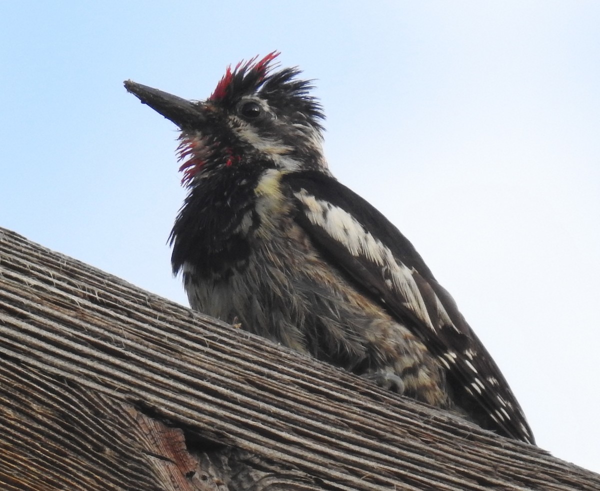Red-naped Sapsucker - ML621412517