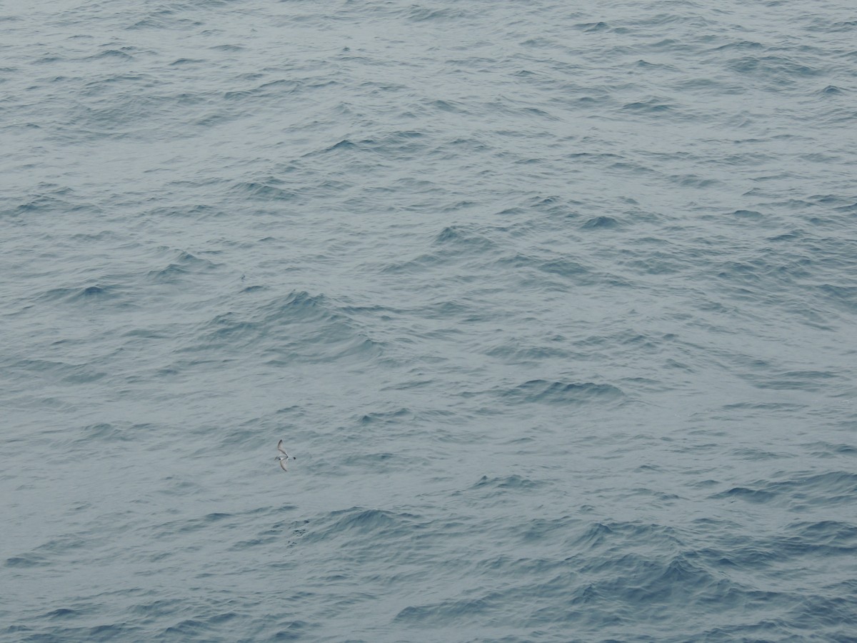 Antarctic Prion - ML621412519