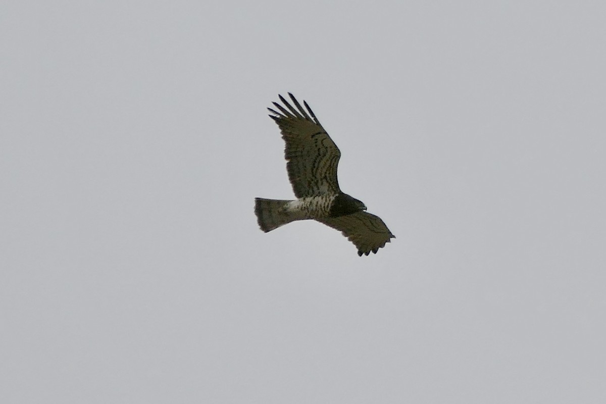 Short-toed Snake-Eagle - ML621412532