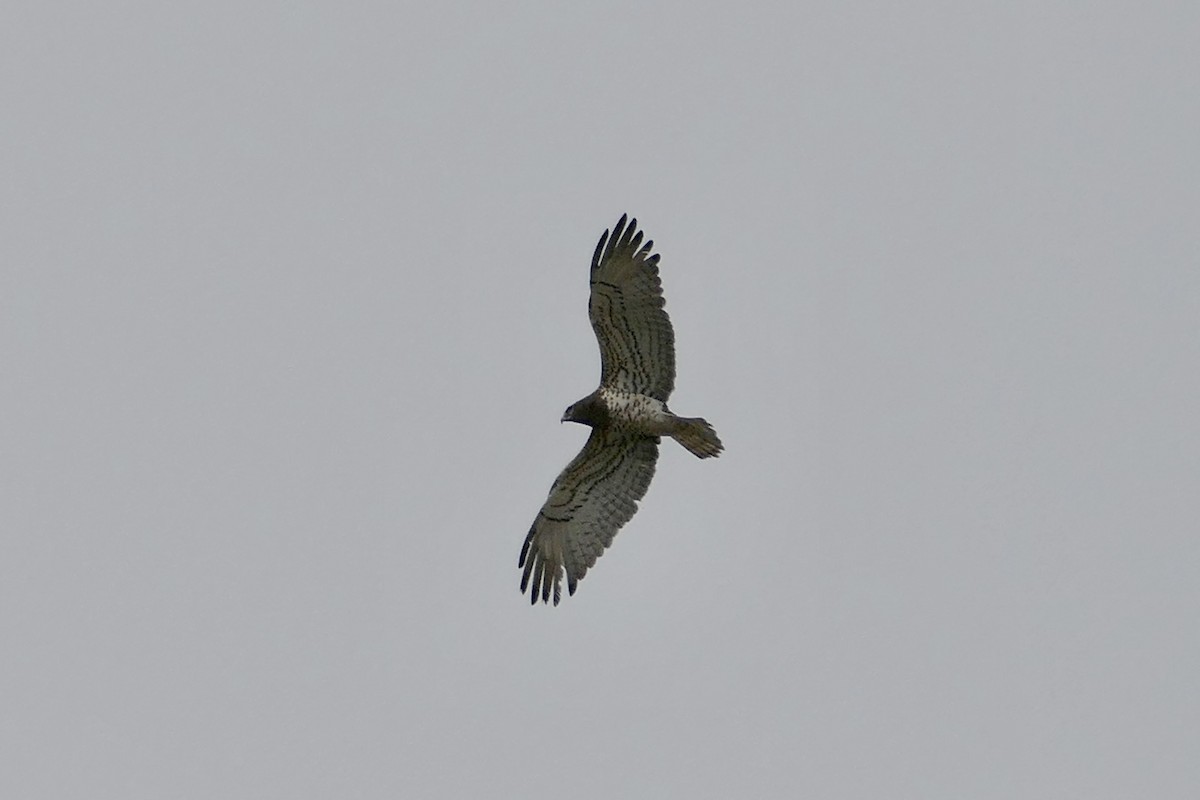 Short-toed Snake-Eagle - ML621412533