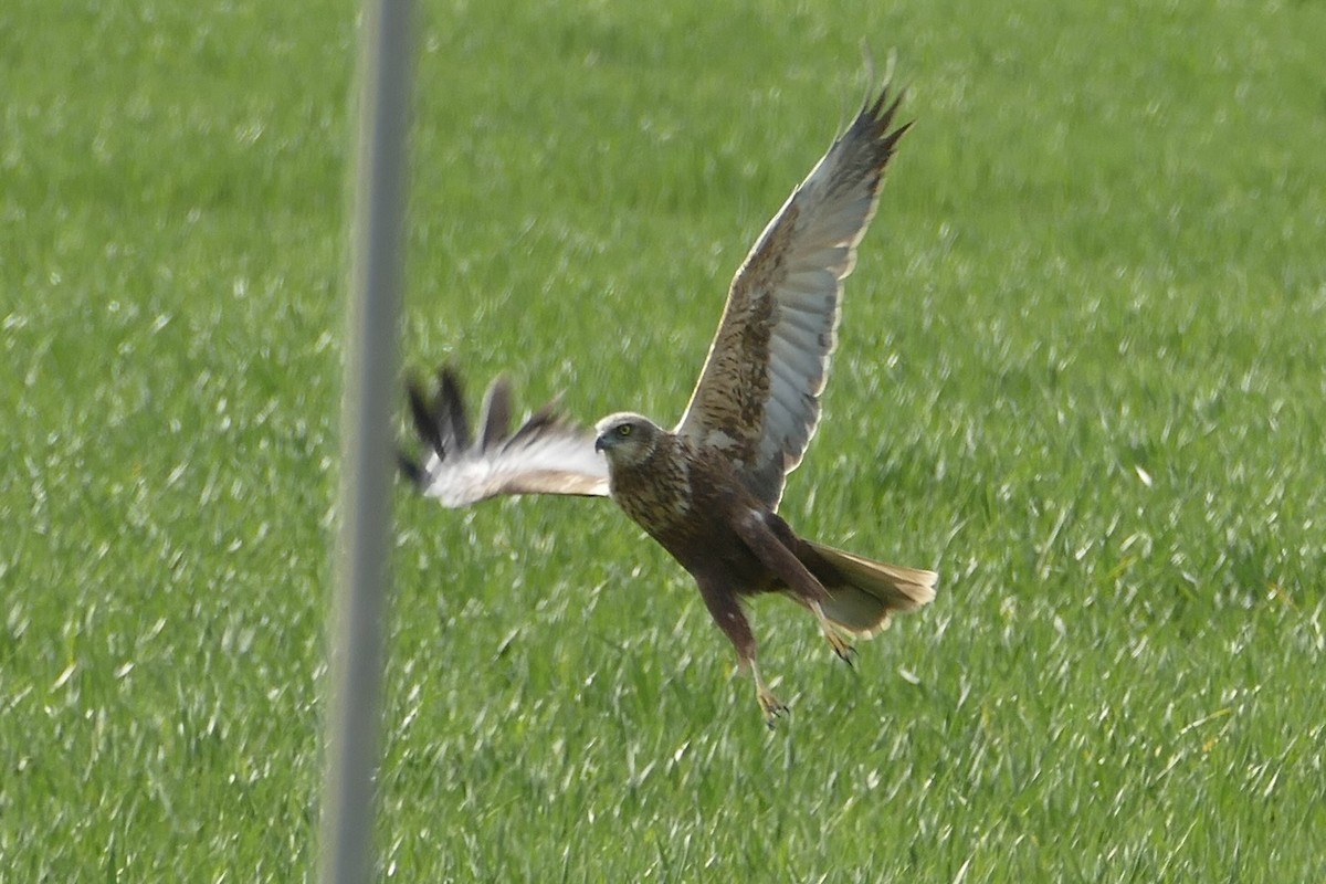 Western Marsh Harrier - ML621412546