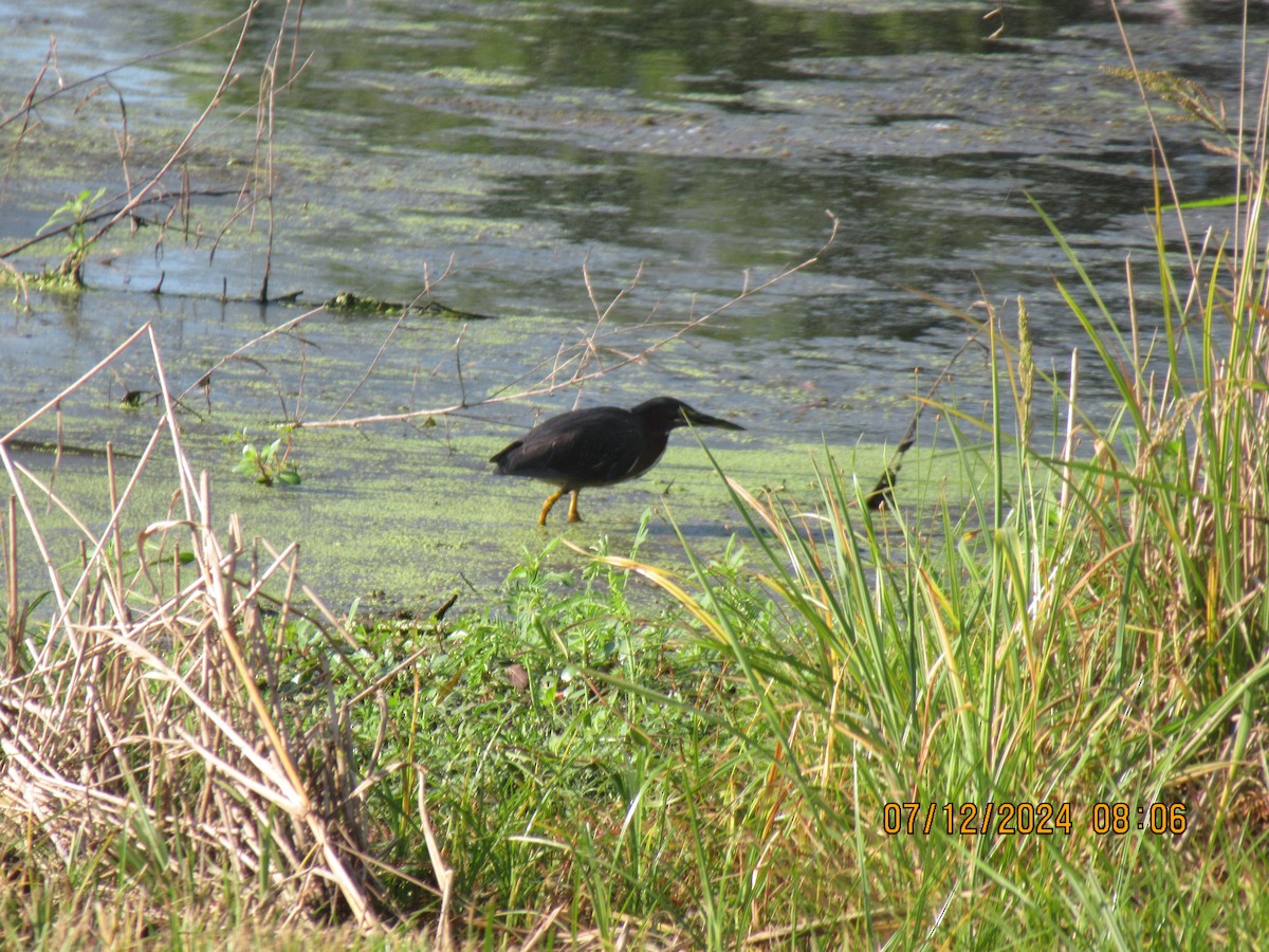 Green Heron - ML621412587