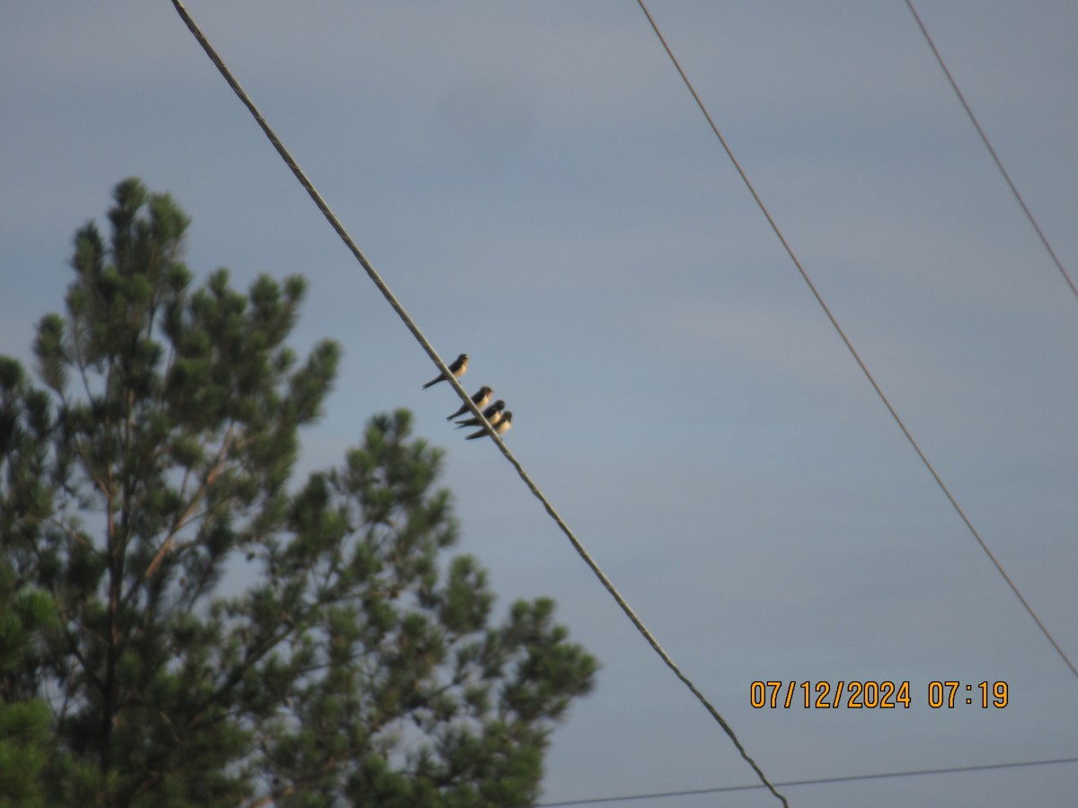 Barn Swallow - ML621412606