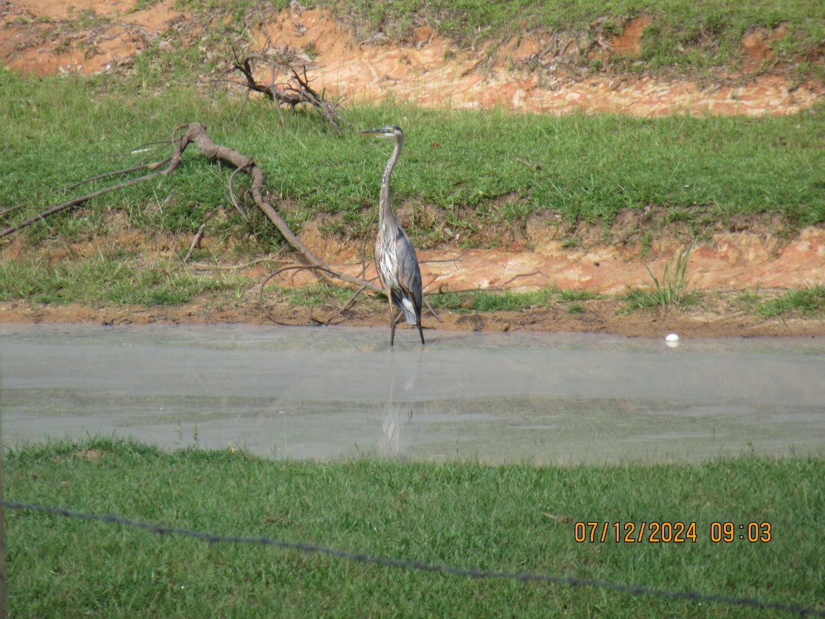 Great Blue Heron - ML621412627