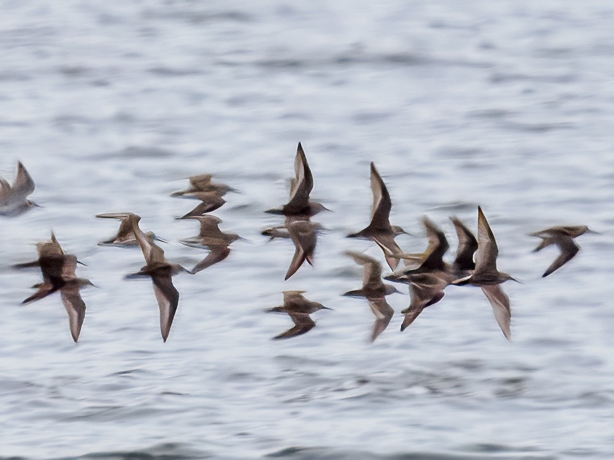 shorebird sp. - ML621412674