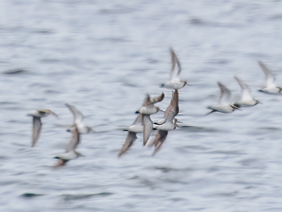 shorebird sp. - ML621412675