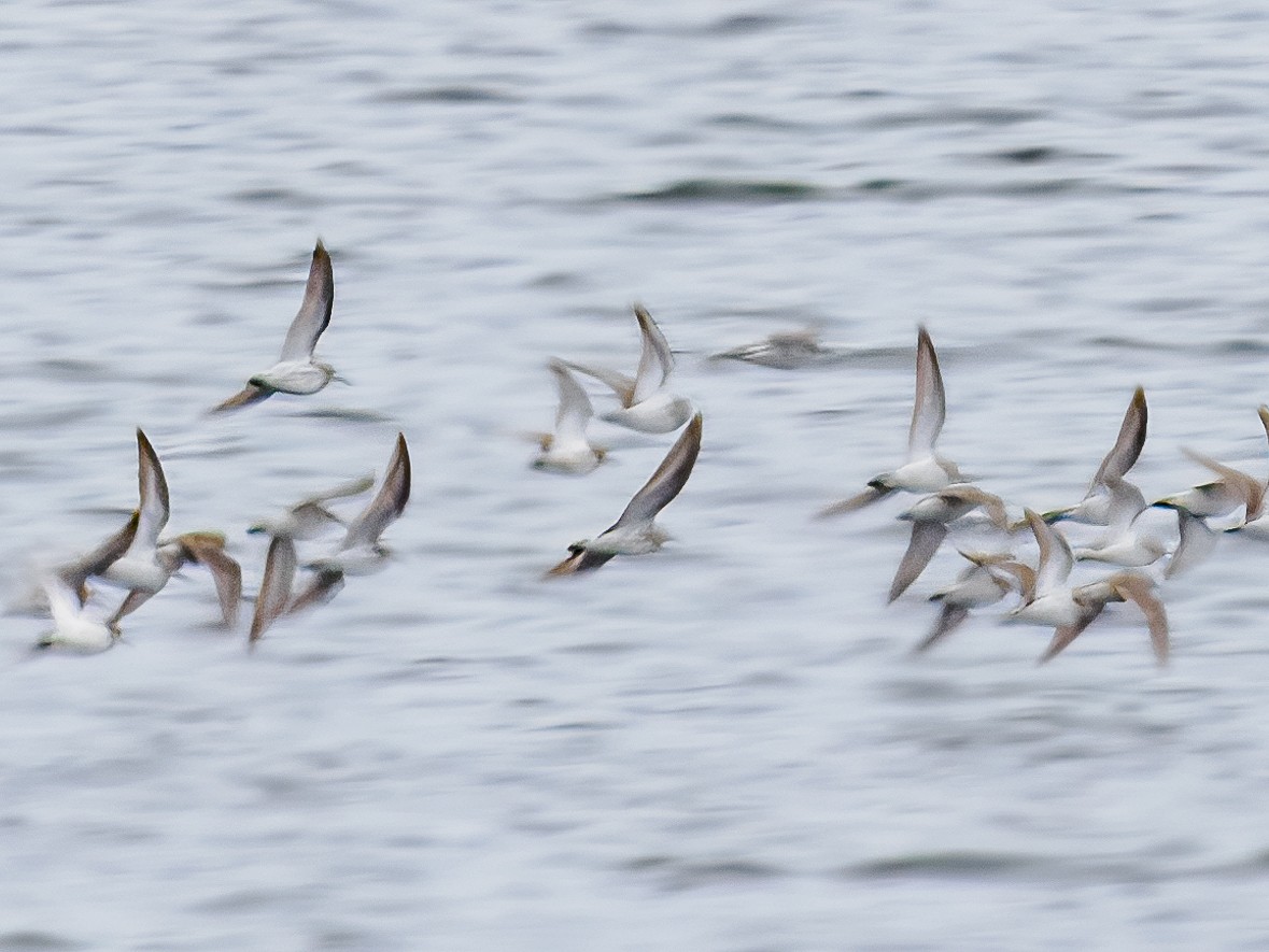 shorebird sp. - ML621412677