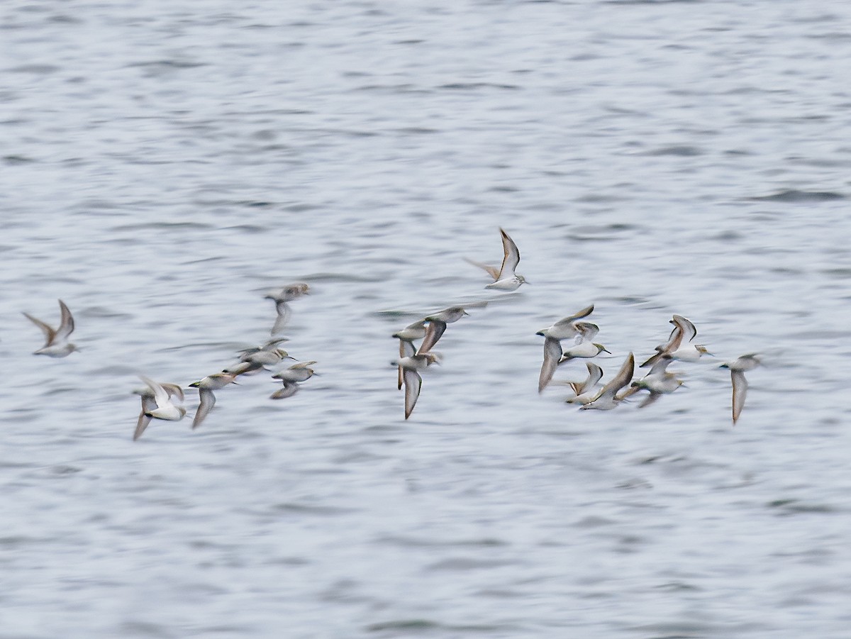 shorebird sp. - Tony Doty