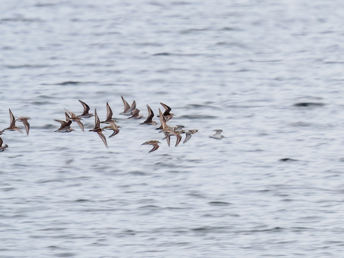 shorebird sp. - ML621412680