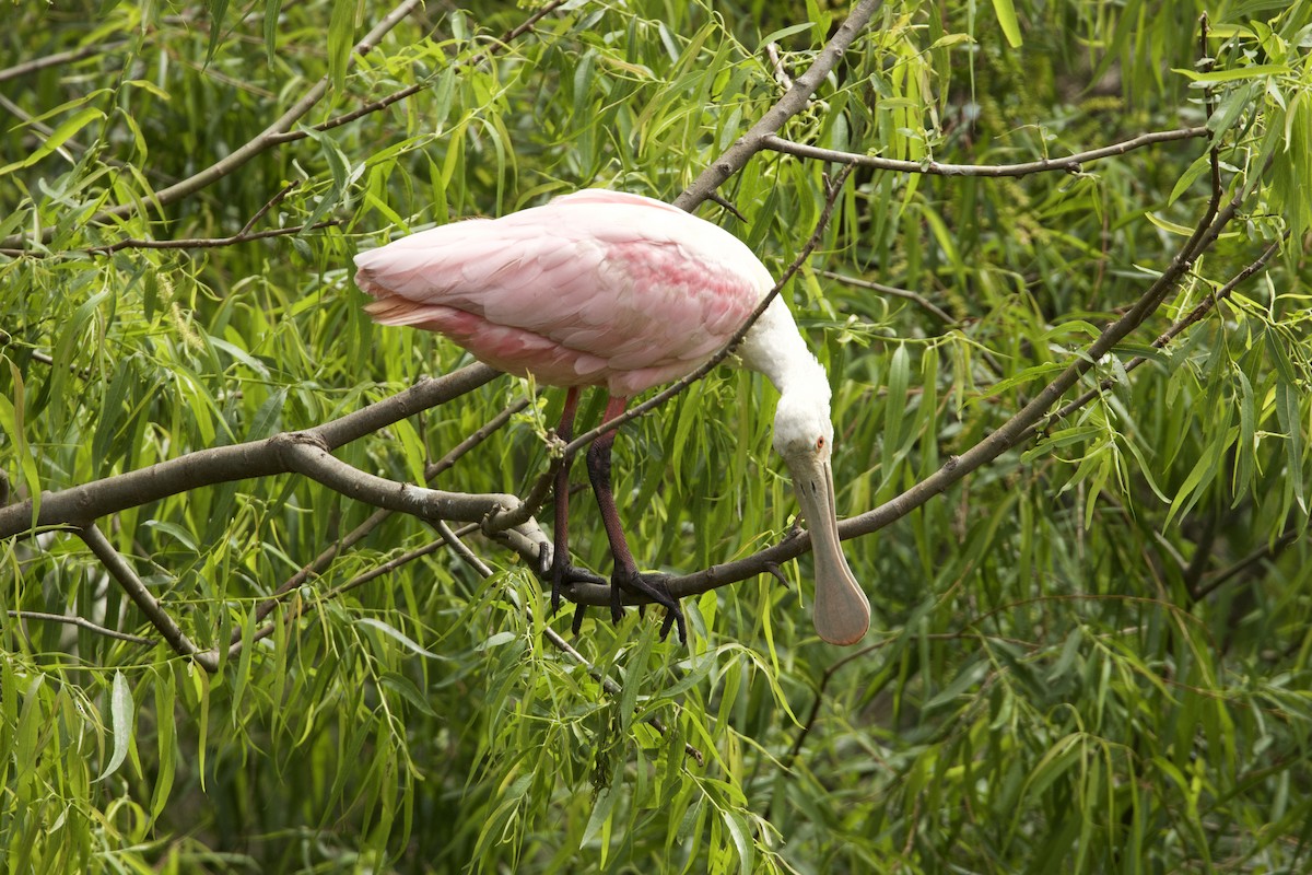 Roseate Spoonbill - ML621412702