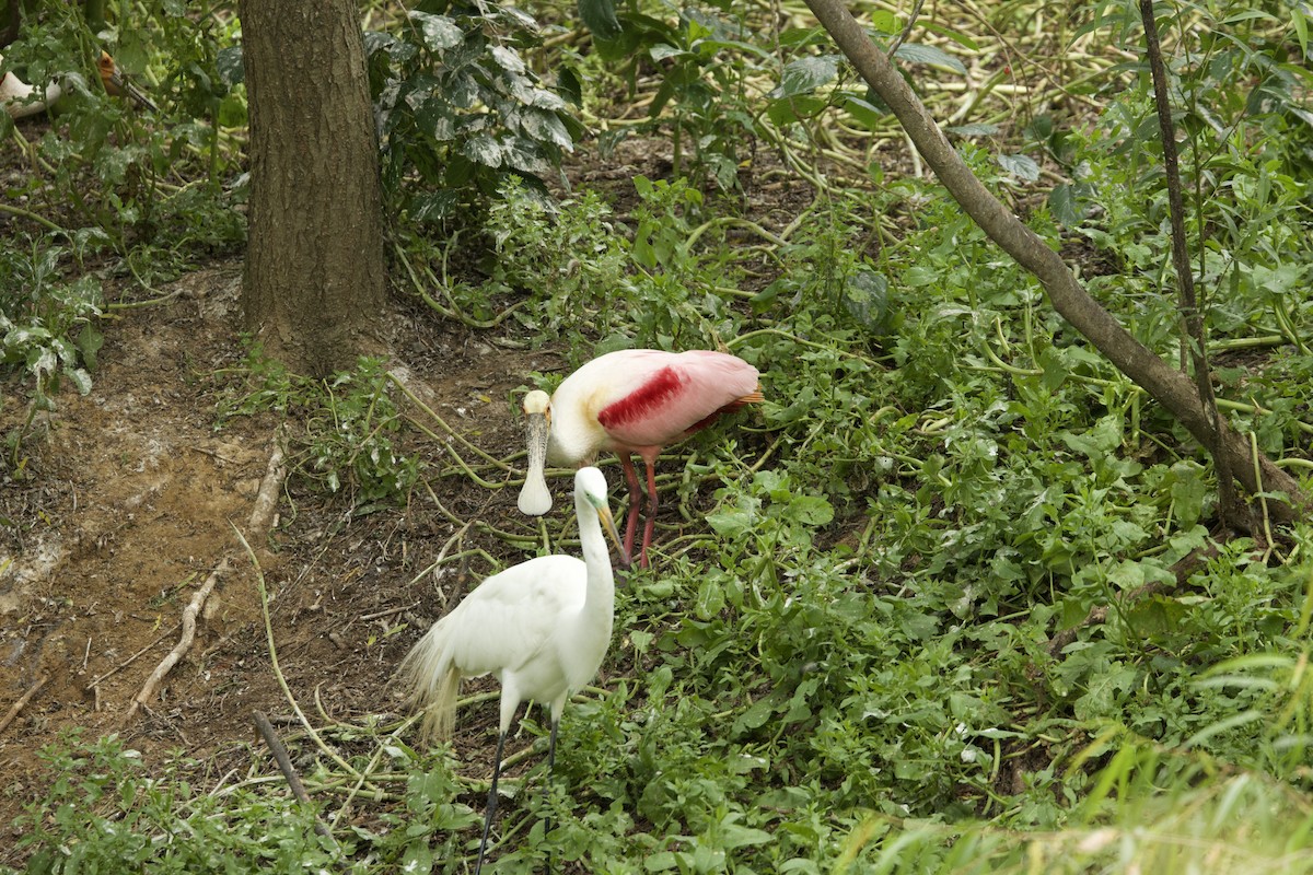 Roseate Spoonbill - ML621412733