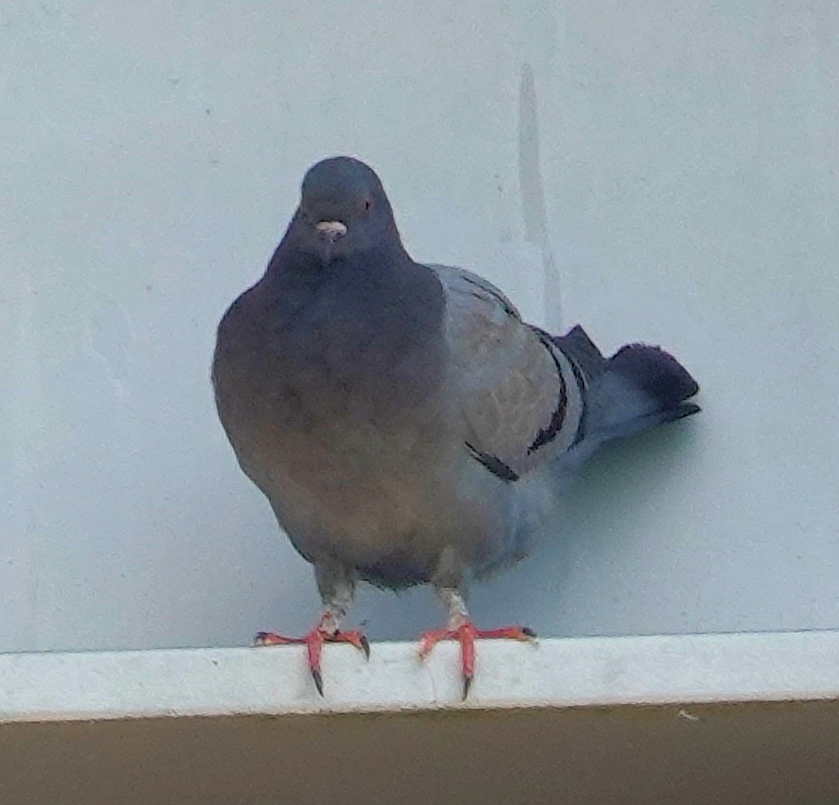 Rock Pigeon (Feral Pigeon) - ML621412756