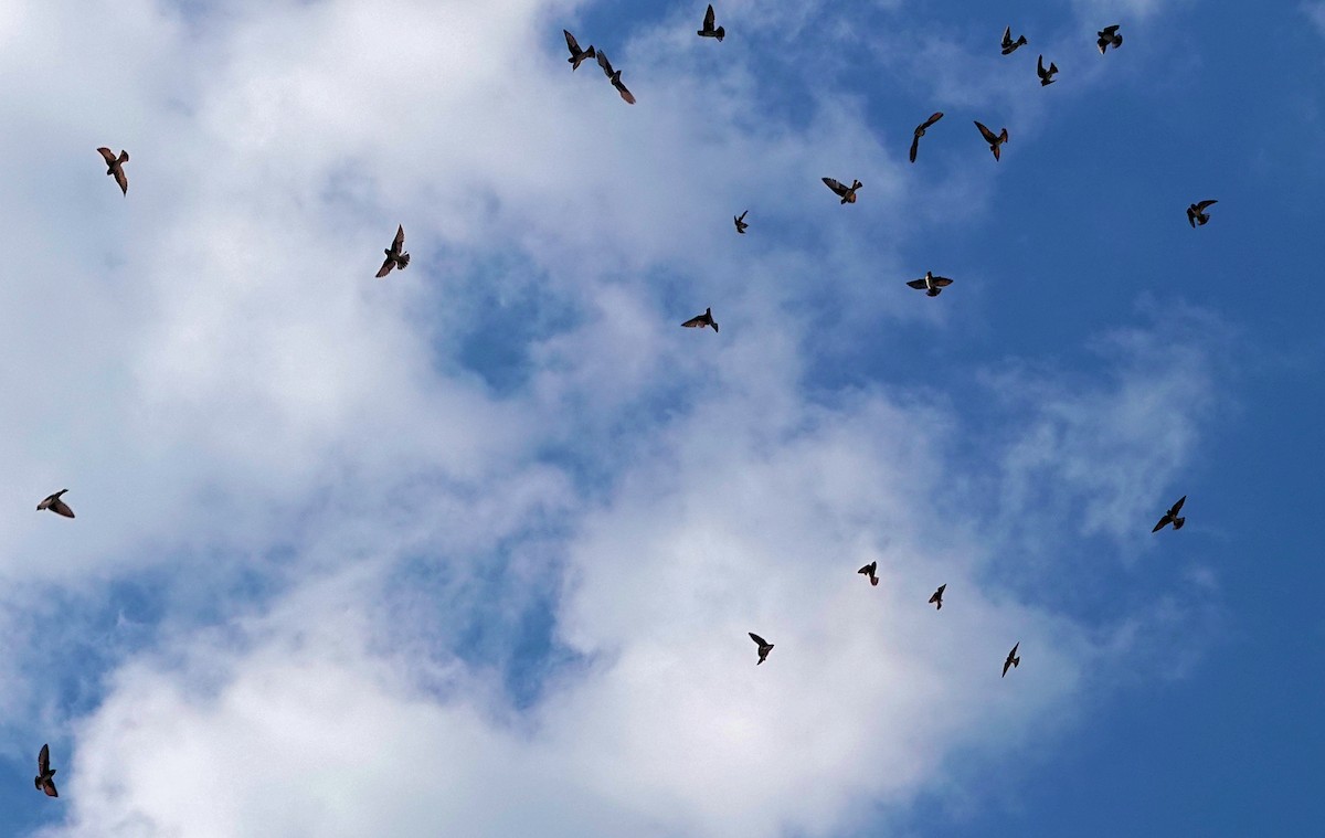 Cliff Swallow - ML621412762