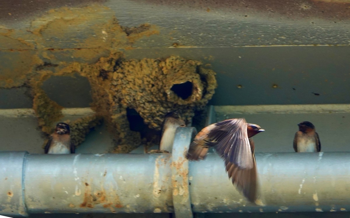 Cliff Swallow - ML621412764