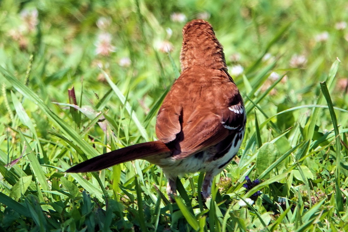 Brown Thrasher - ML621412771