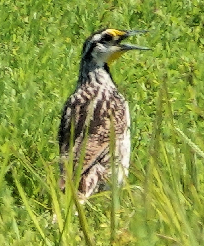 Eastern Meadowlark - ML621412775