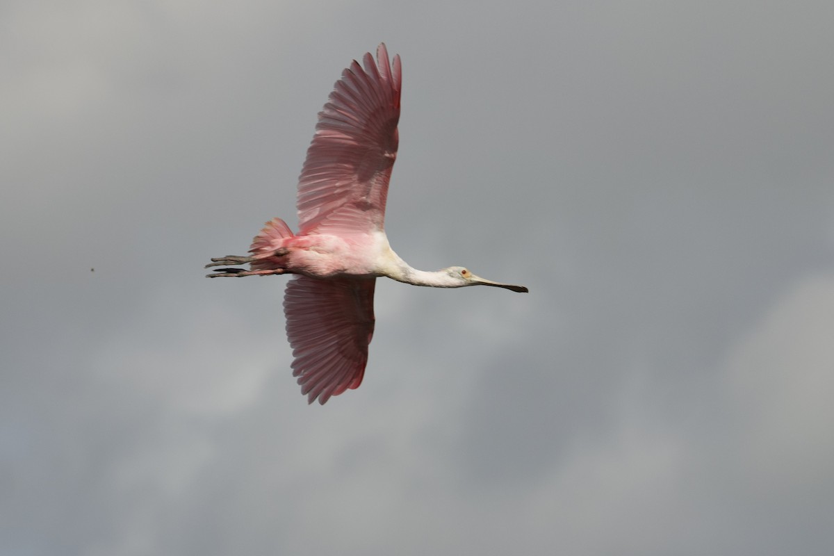 Roseate Spoonbill - ML621412782