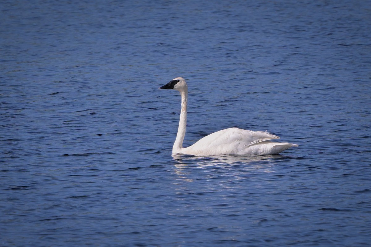 Trumpeter Swan - ML621412992