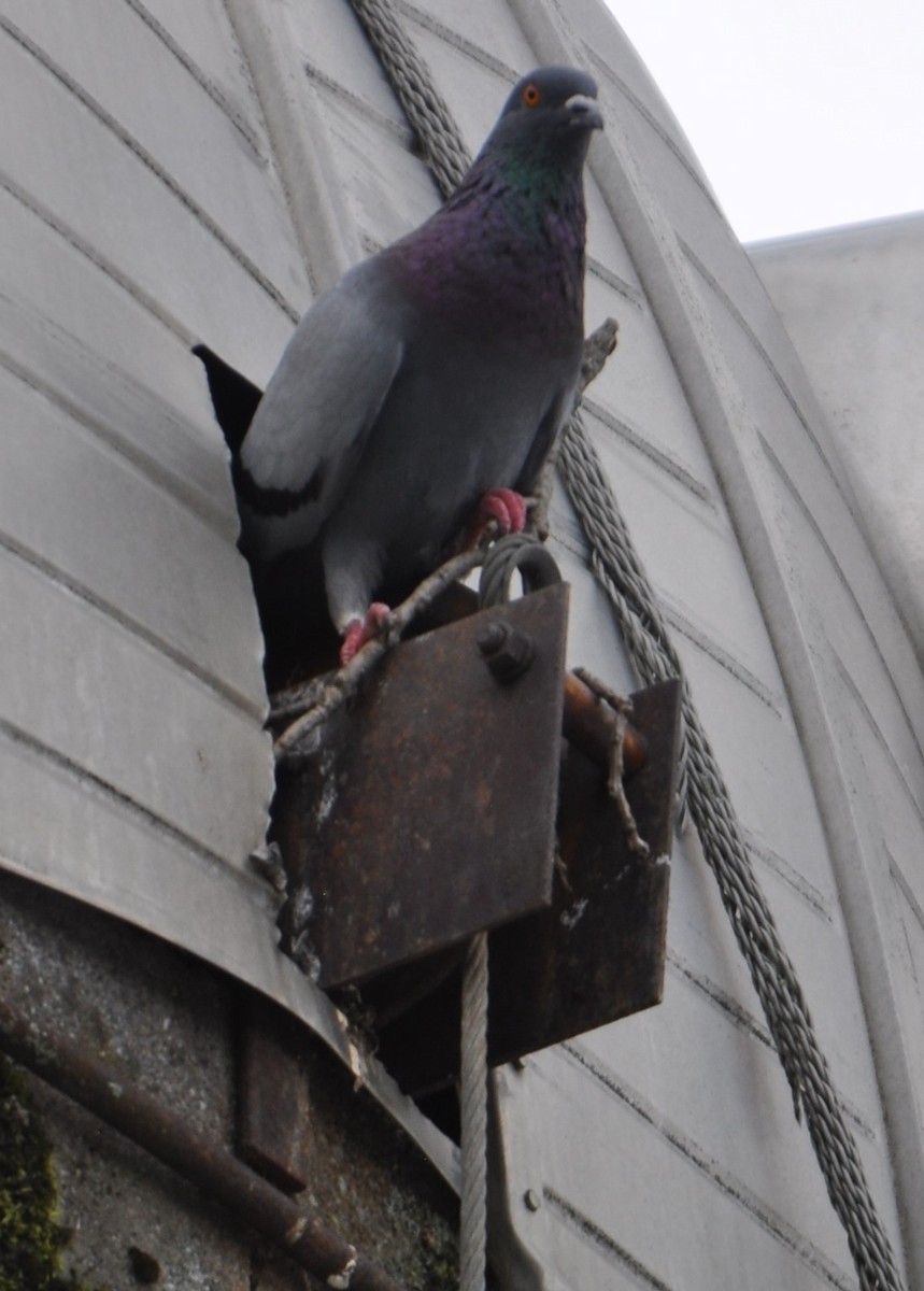 Rock Pigeon (Feral Pigeon) - ML621413036
