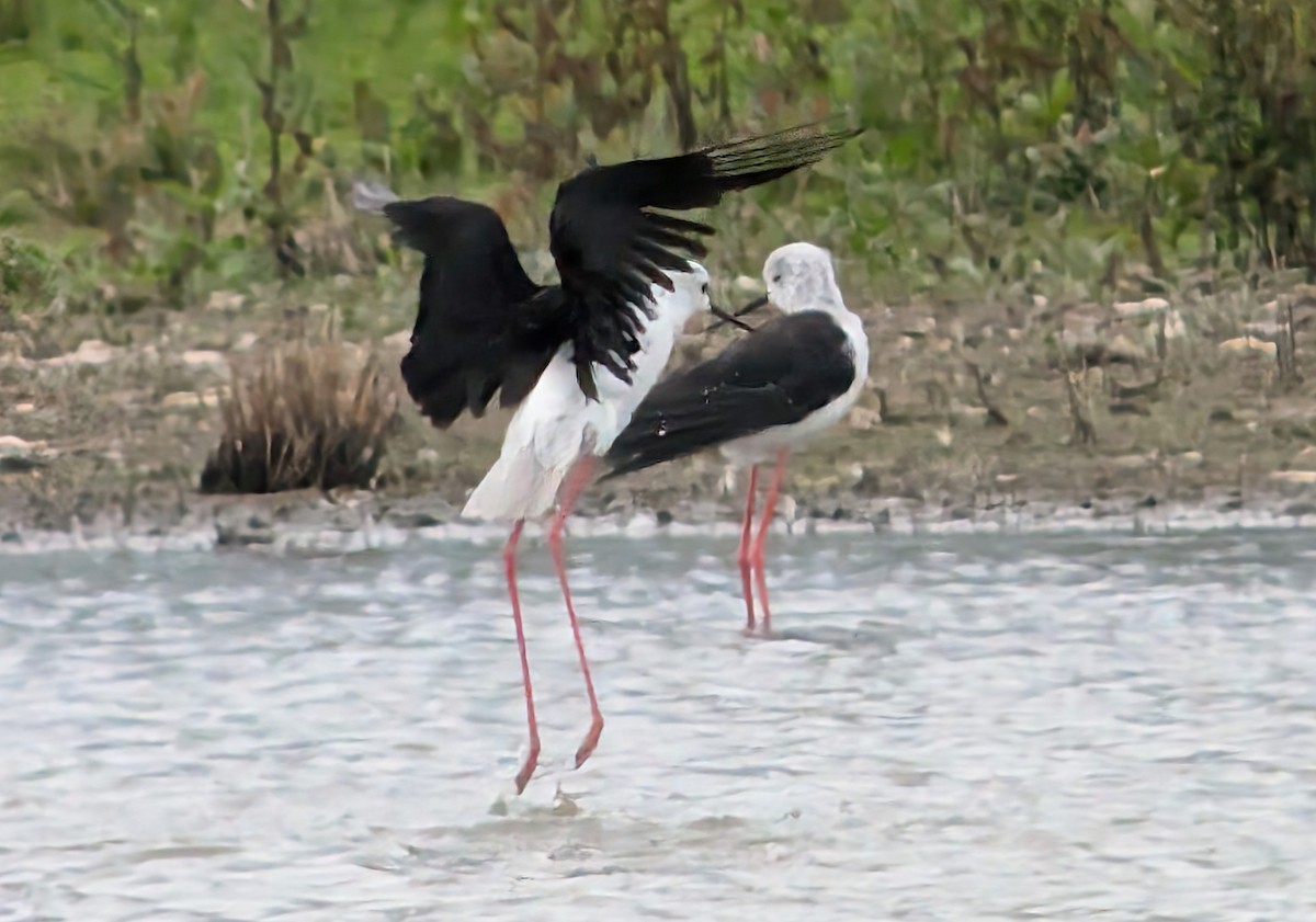 Black-winged Stilt - ML621413072