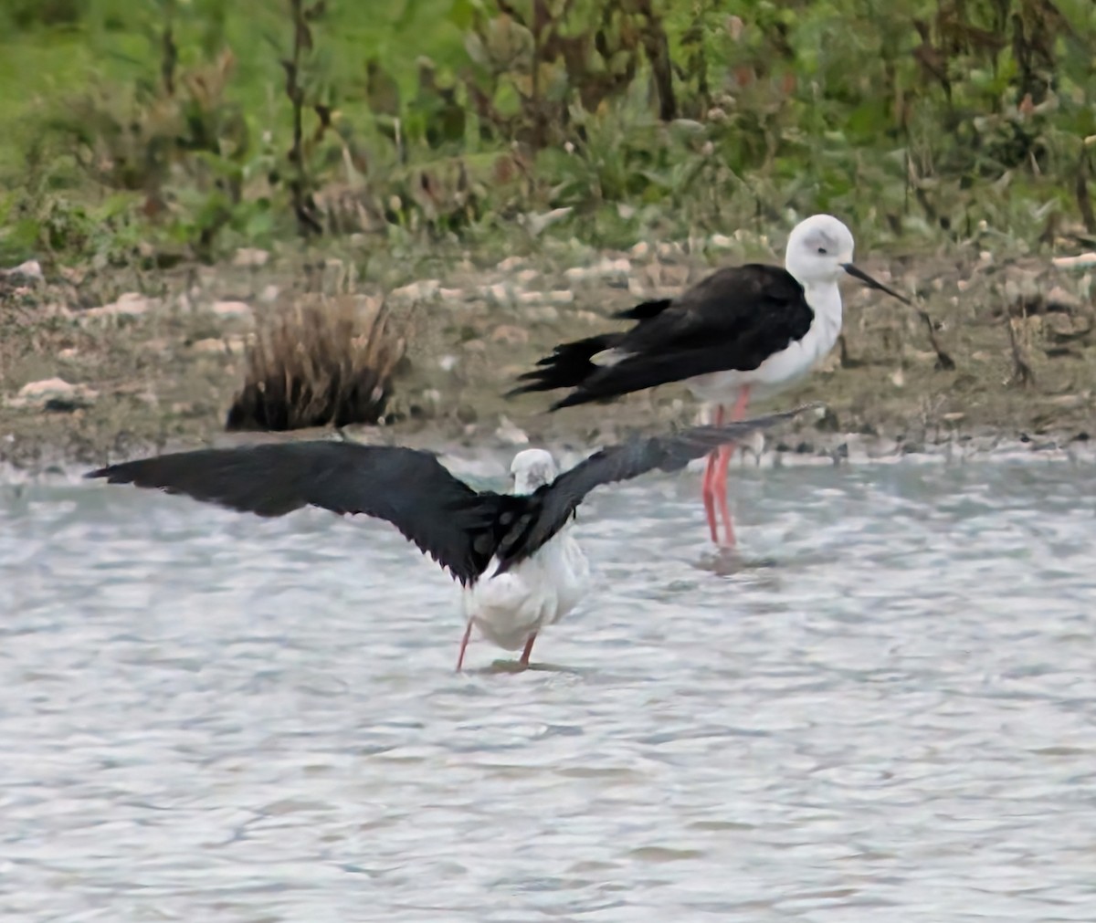 Black-winged Stilt - ML621413073