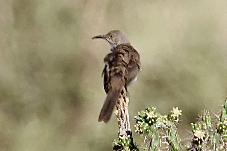 kaktusspottefugl - ML621413074