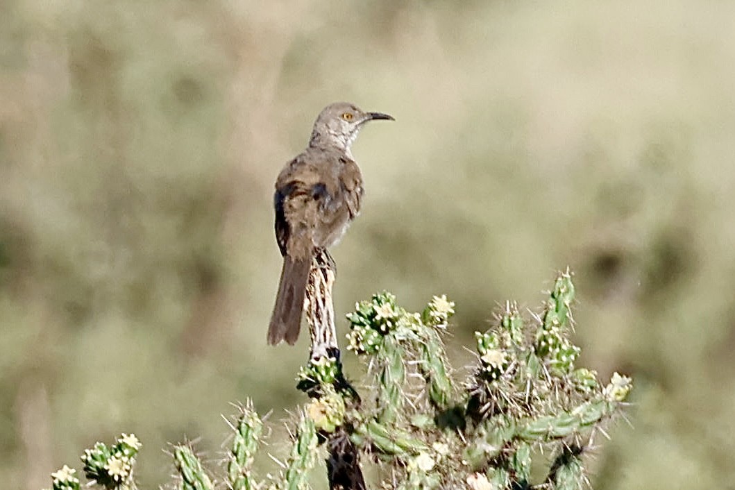 kaktusspottefugl - ML621413075
