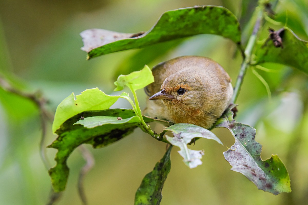 Pinzón de Darwin Oliváceo - ML621413131