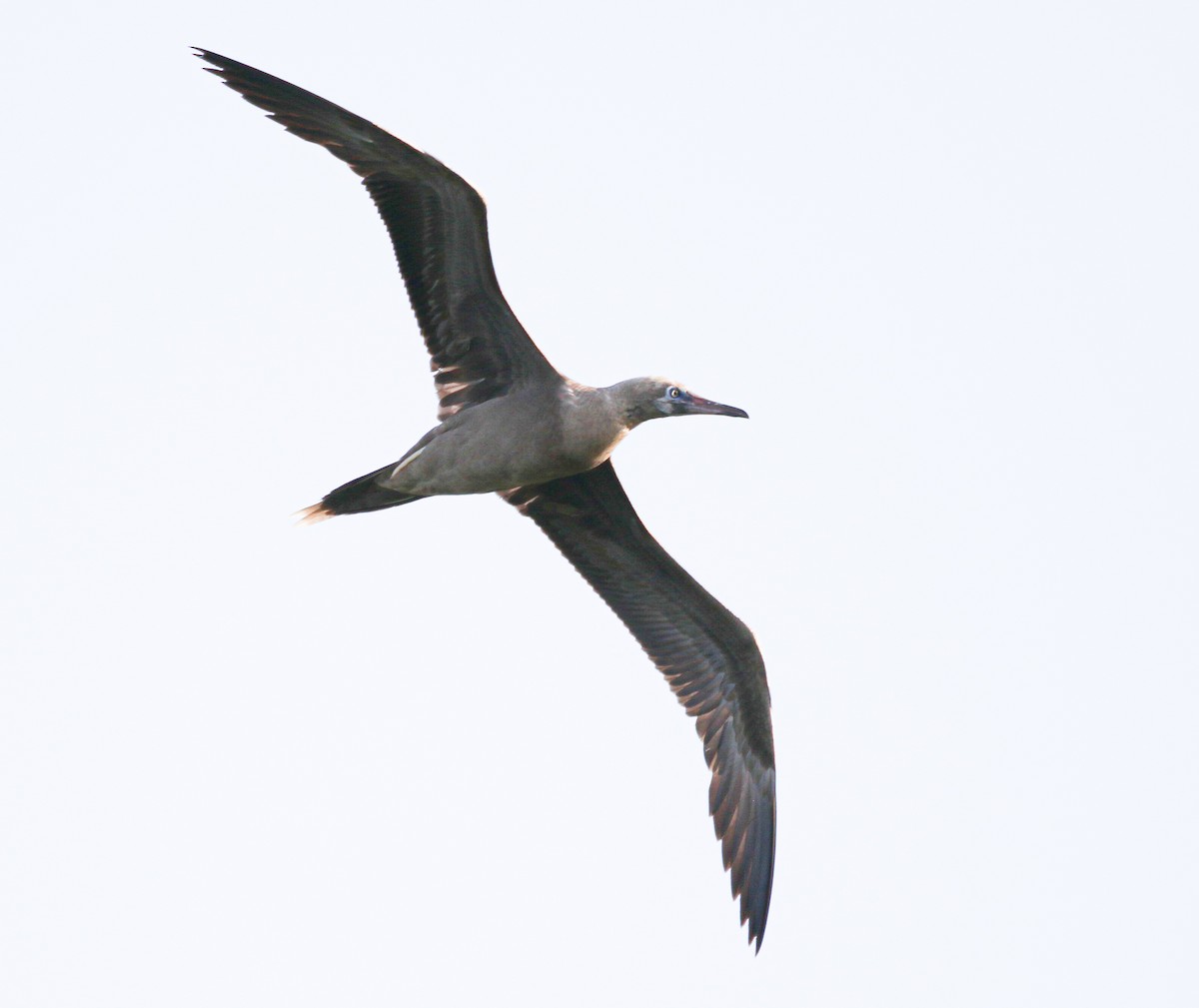 Red-footed Booby (Atlantic) - ML621413224