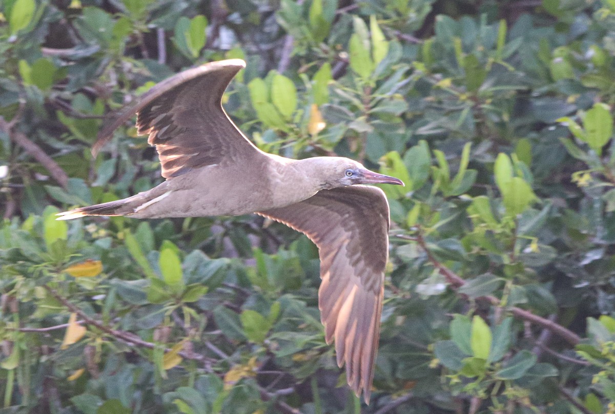 Red-footed Booby (Atlantic) - ML621413225