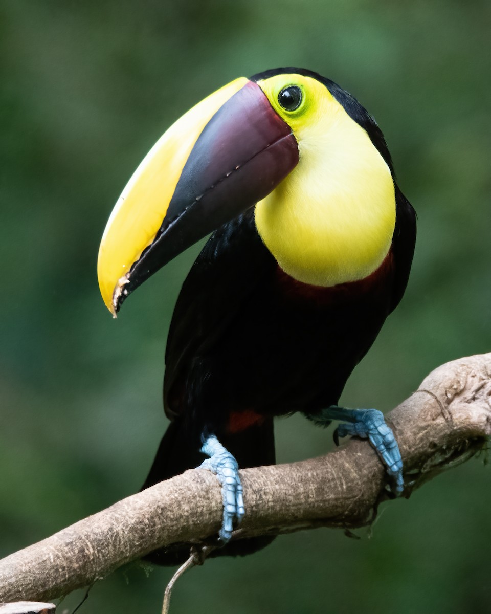 Yellow-throated Toucan - ML621413247