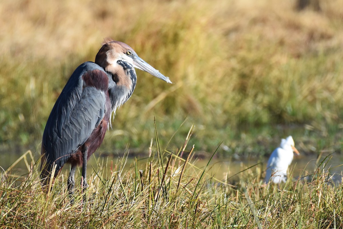 Goliath Heron - ML621413296